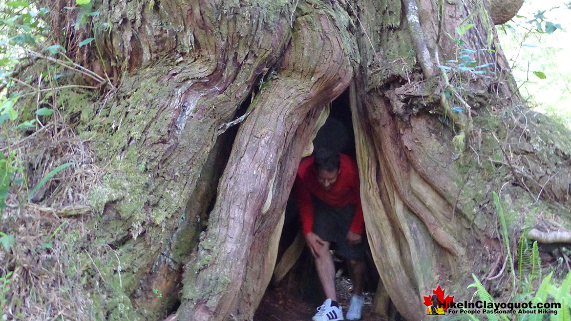 The Big Tree Trail on Meares Island