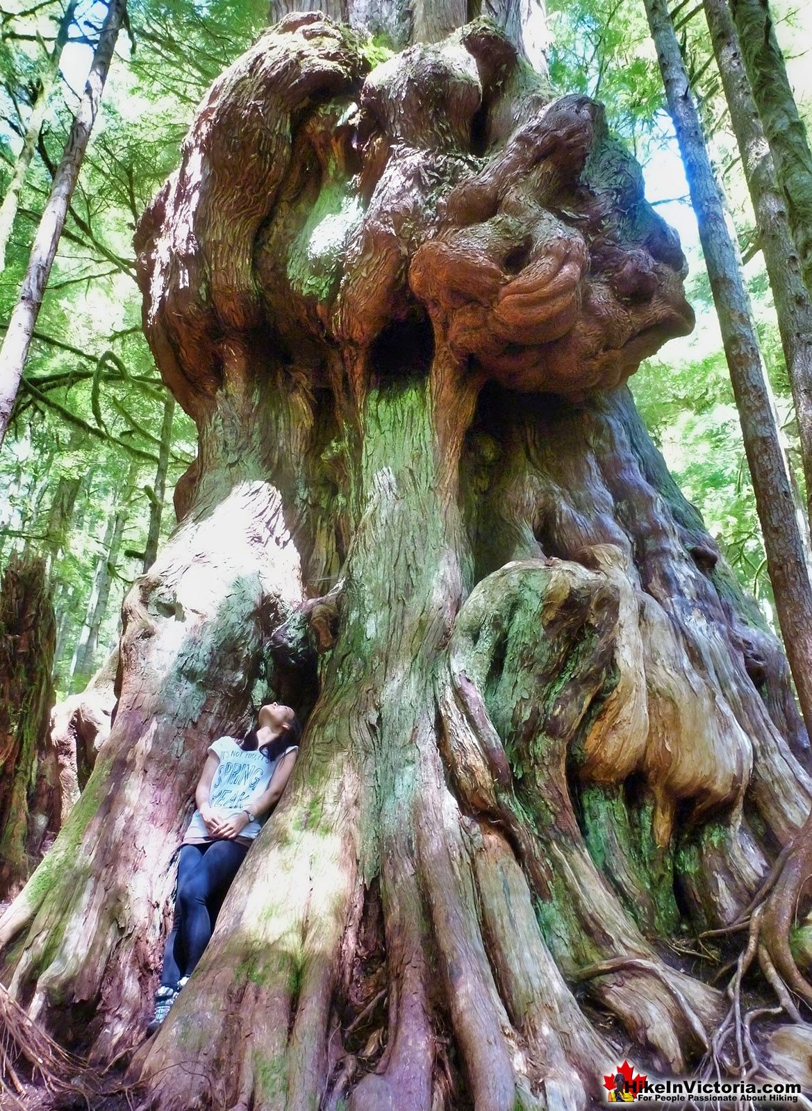Amazing Avatar Grove