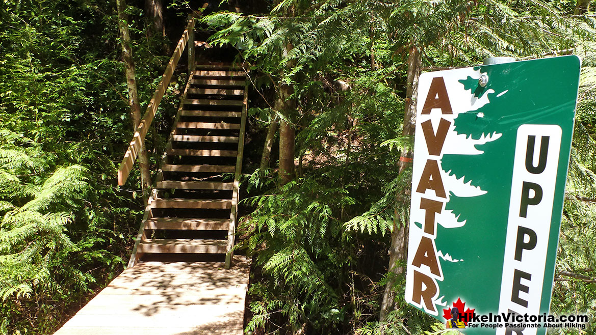 Avatar Grove Trailhead