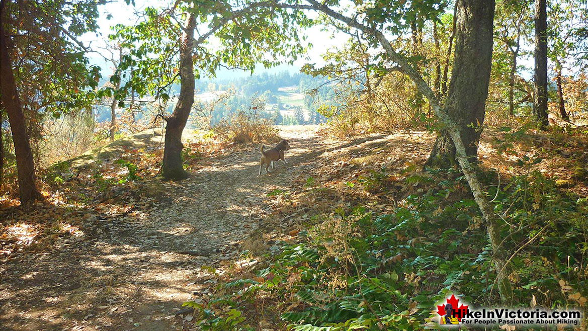 Bear Hill Regional Park in Victoria
