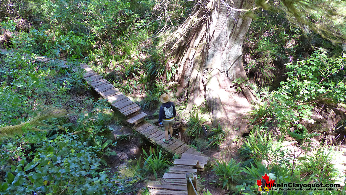 The Big Tree Trail