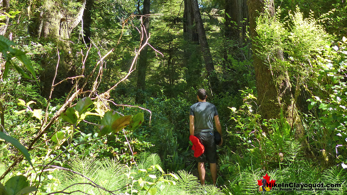The Big Tree Trail