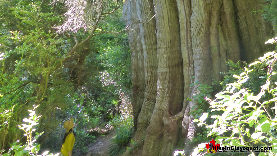 The Big Tree Trail