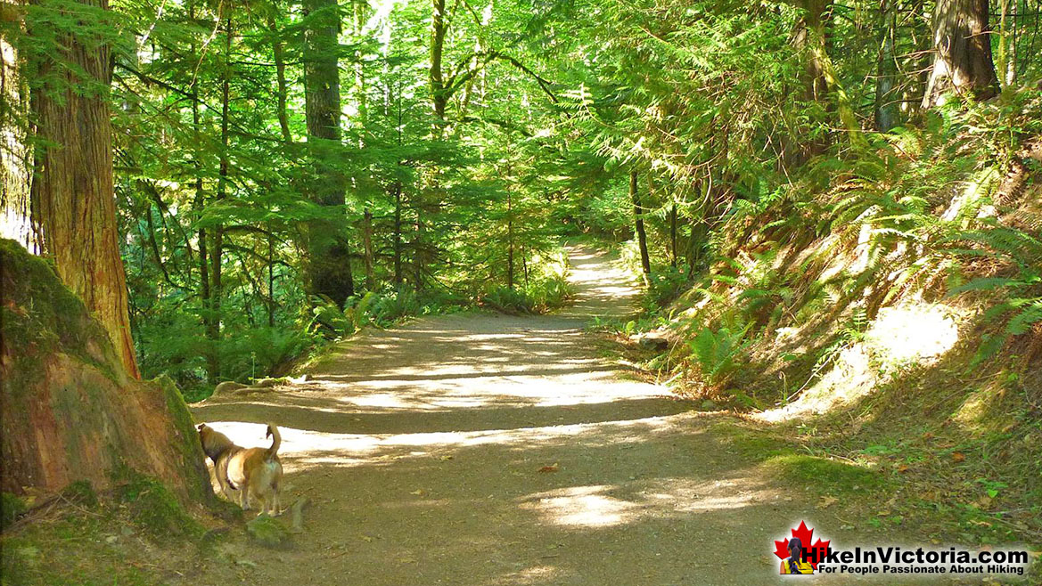 Gowlland Tod Park Hike Victoria