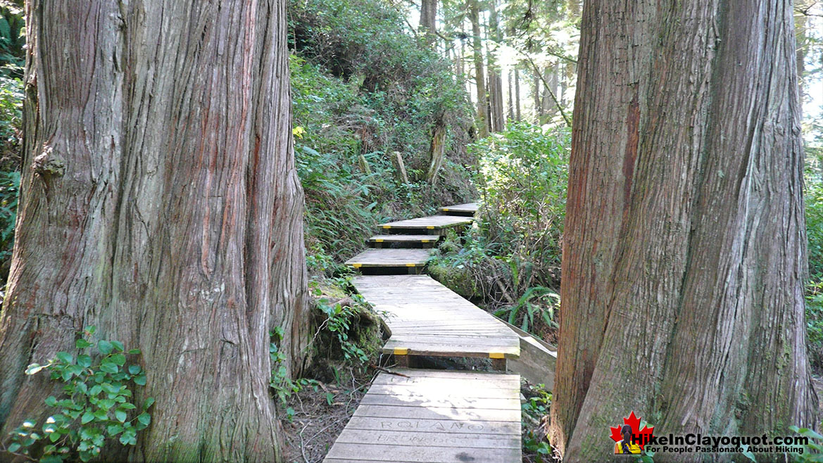 Hot Springs Cove Huge Cedars