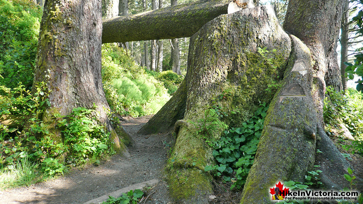 Juan de Fuca Trail