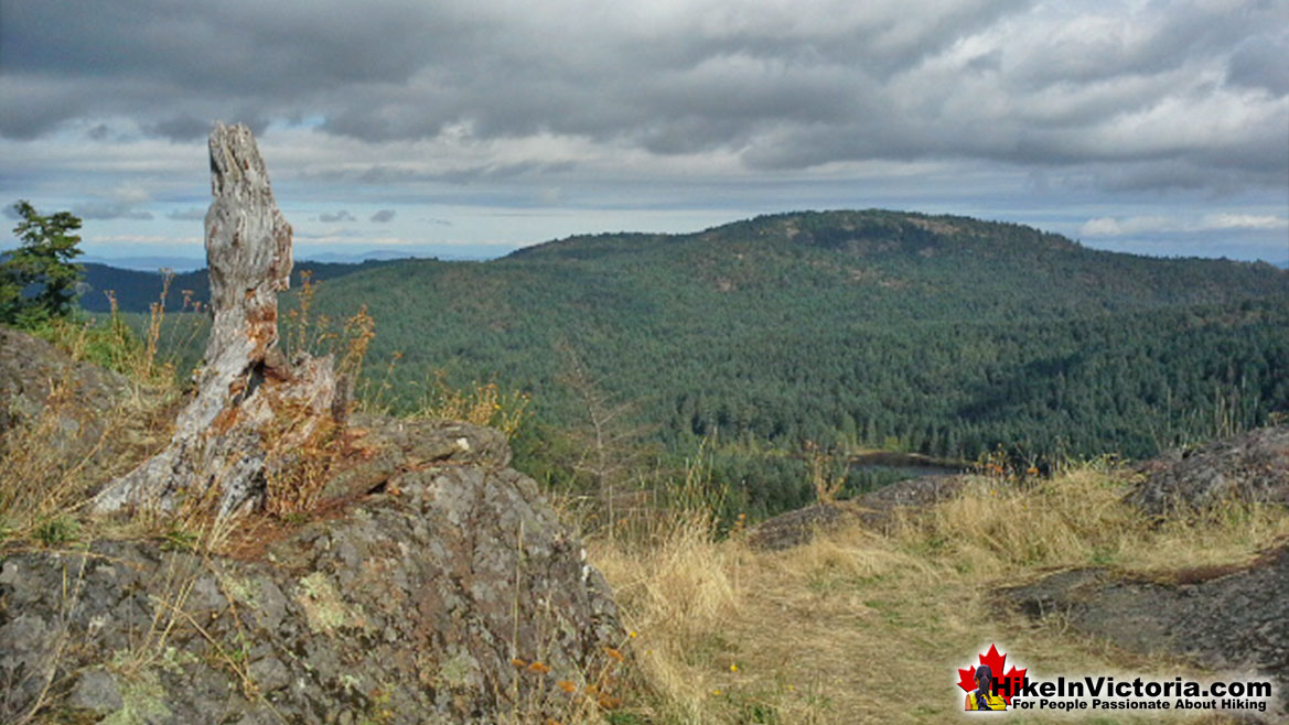 Lone Tree Hill Hike Victoria