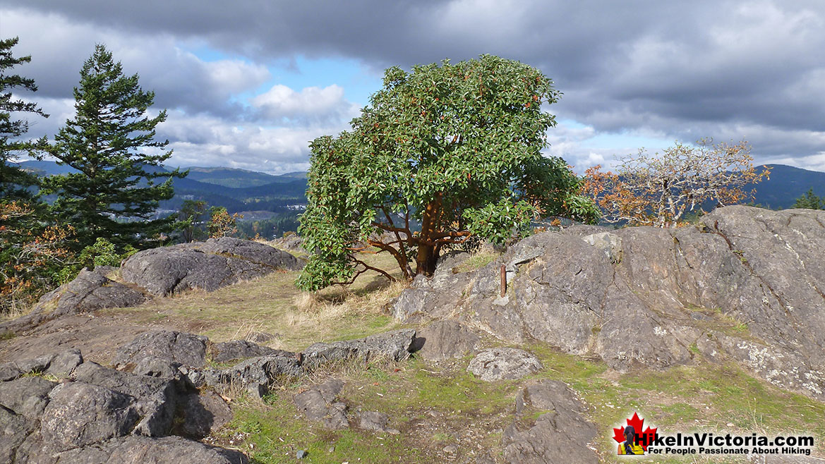 Mill Hill Hike in Victoria