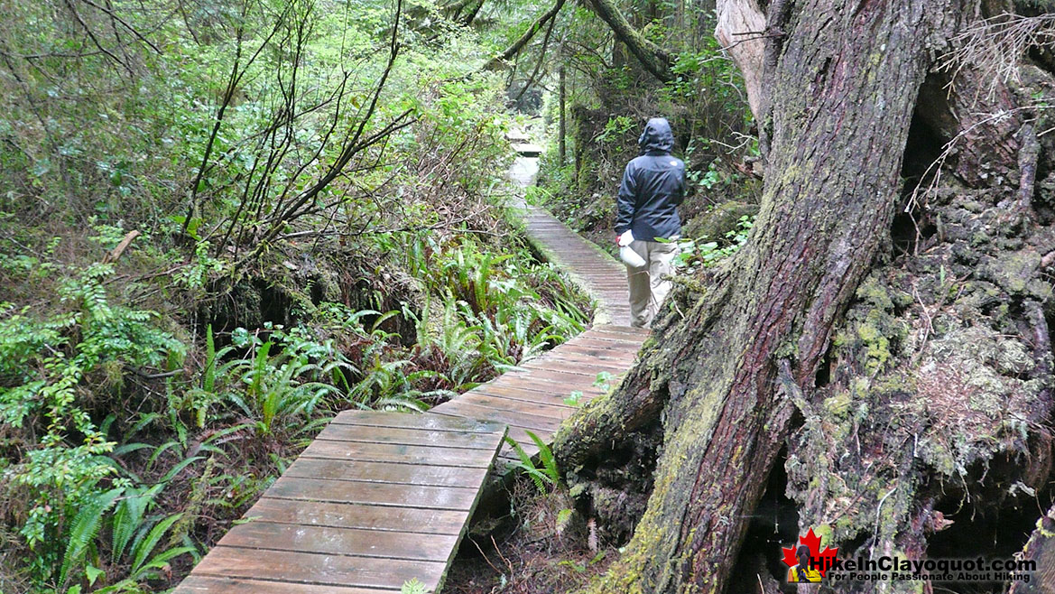 Nuu-Chah-Nulth Trail