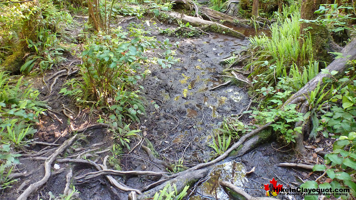 Radar Beach Muddy Trail