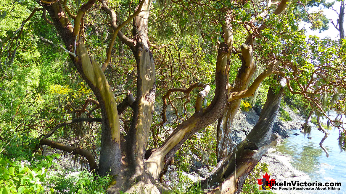 Witty's Lagoon Hike Victoria
